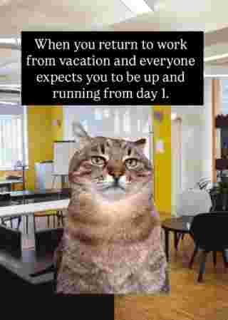 en kat på et kontor